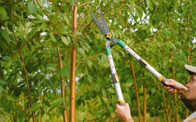 Tree trimming in Saint Joseph, MO